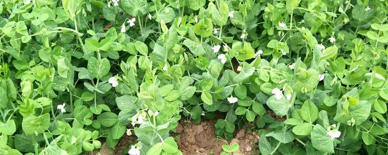 豌豆種植時(shí)間和方法，豌豆是自花傳粉還是異花傳粉