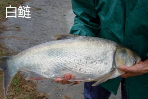 白鲢跟花鲢怎么区分