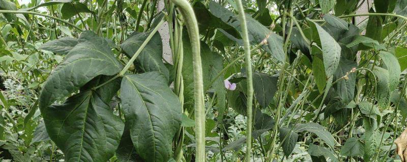 豆角和四季豆一样吗，豆角是什么季节的蔬菜