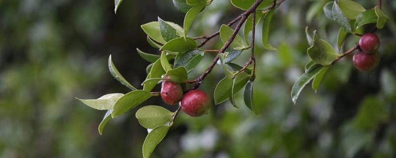 山茶樹種植方法和管理，山茶樹施什么肥料