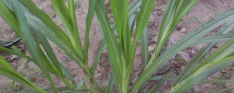 菌草種植技術(shù)，菌草是什么植物