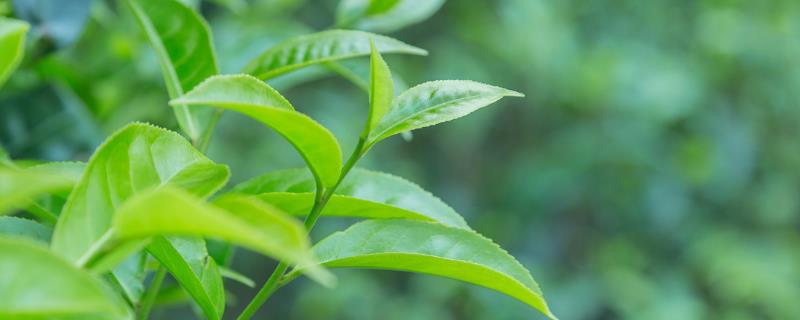 順坡壟種茶樹的好處，茶樹種植幾年可以采摘