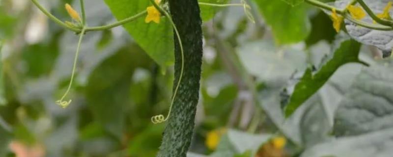 黃瓜種植技術與管理方法