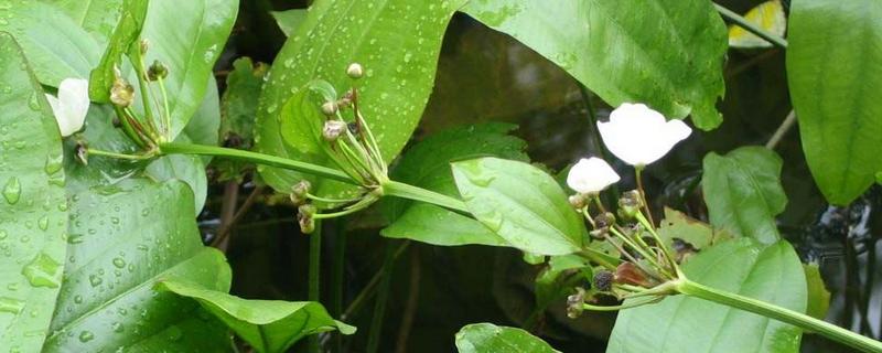 澤瀉種植技術(shù)，附澤瀉簡(jiǎn)介