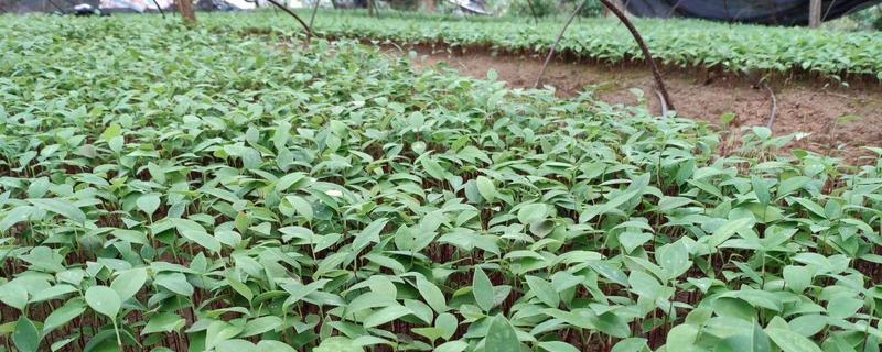 土茯苓種植與栽培技術(shù)，適合哪些地區(qū)種植