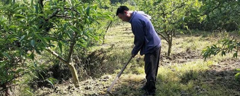 果園除草劑用哪種即除草又不傷樹根