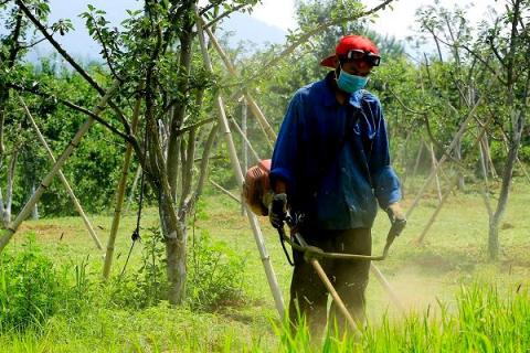 果園除草劑用哪種即除草又不傷樹根