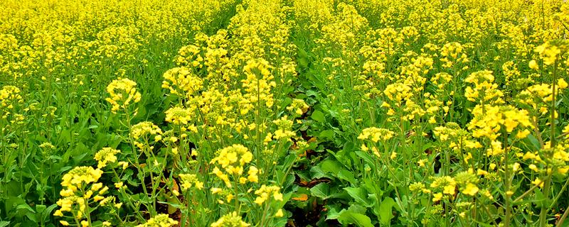 油菜栽培技術(shù)，一般在幾月份播種