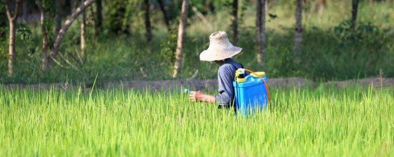 灵斯科丹对水稻有药害吗，灵斯科丹打完下雨管用吗