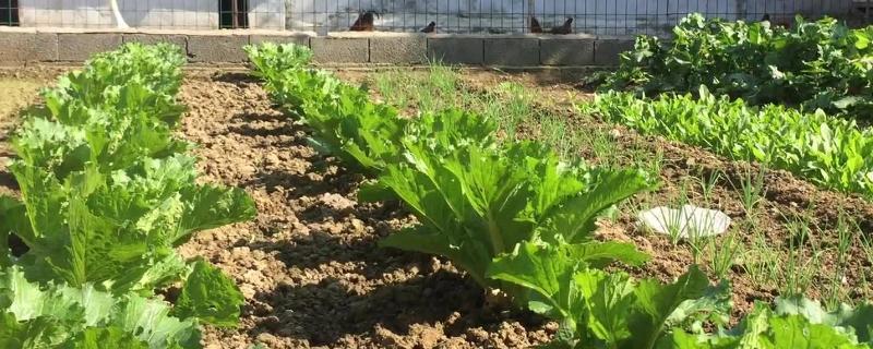 蔬菜种植知识，附温汤浸种方法（蔬菜种植知识,附温汤浸种方法有哪些）