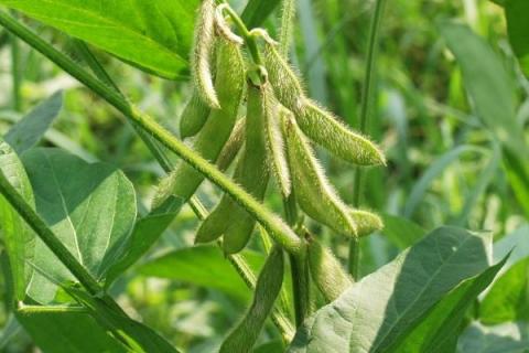 6月初适合种植的农作物