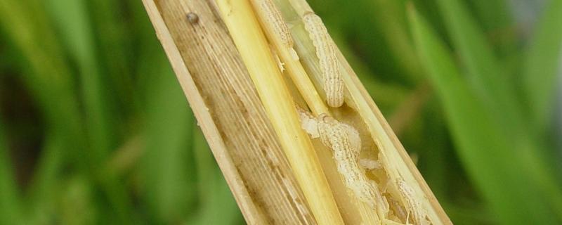 打水稻钻心虫最佳时候，附危害症状 打水稻钻心虫下了雨有效果吗