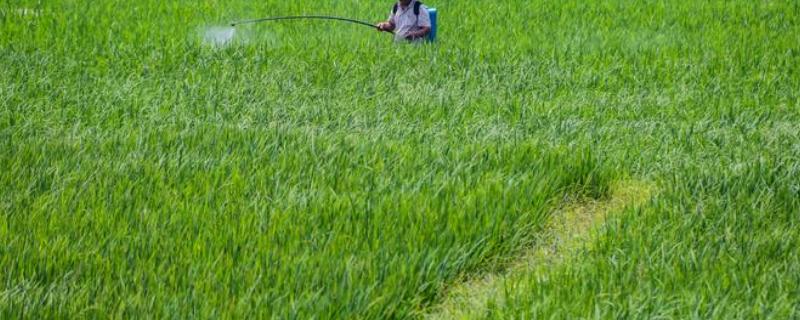 生物农药有哪些，农药500倍液怎么算 农药500克,1000倍