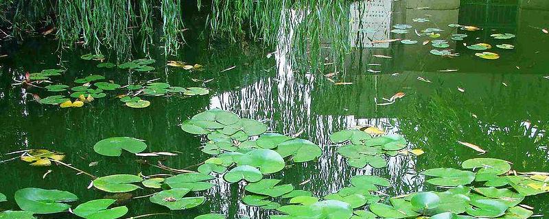 水混怎么處理，用什么顏色路亞餌