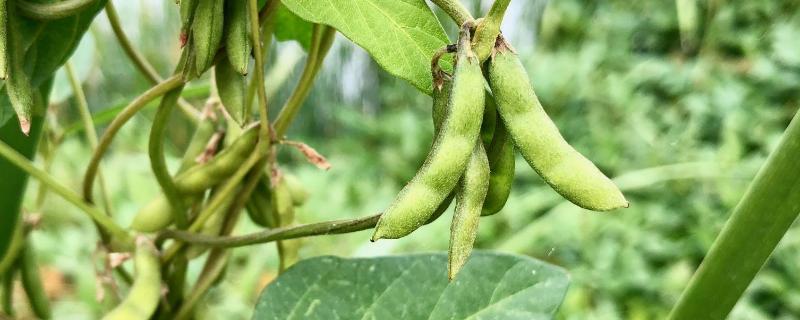 野豆子用什么药打，野豆子有毒吗 野豆子用什么除草剂