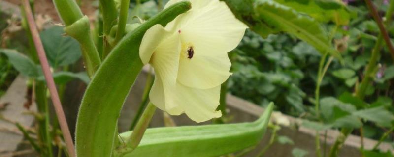 黃秋葵溫室種植技術(shù)，附管理方法