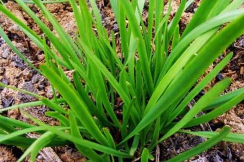 夏季適合種植什么蔬菜