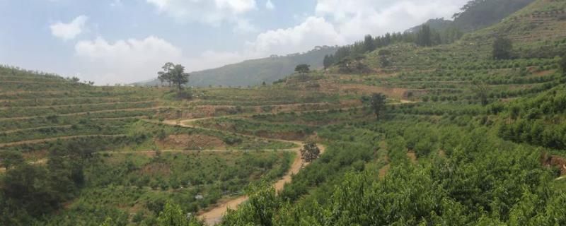 承包土地種植什么掙錢