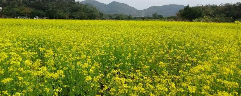 油菜幾天發(fā)芽出苗，用什么肥料能高產(chǎn)