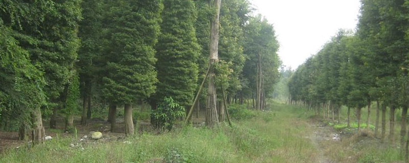 楠木种植20年能有多大（楠木种植50年能有多大）