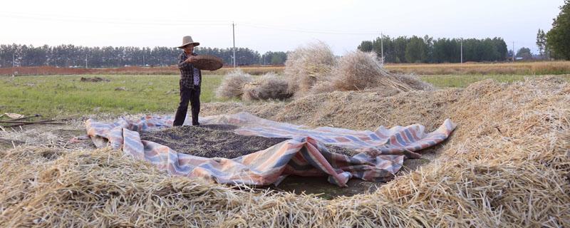 打油菜的快速有效方法（有什么方法打油菜快）