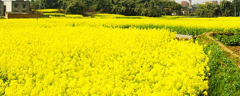 油菜渣子怎么当肥料用 菜子油渣做肥料如何使用