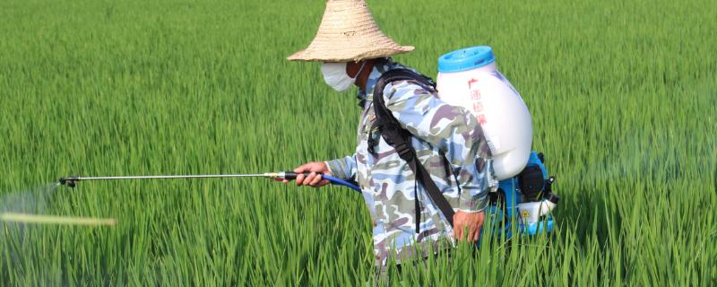 水稻打除草劑后幾天可以追肥 水稻打過除草劑幾天后可以撒肥