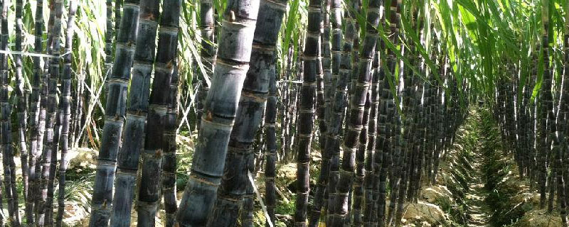 廣西甘蔗種植采用深耕的作用（廣西甘蔗種植技術(shù)）