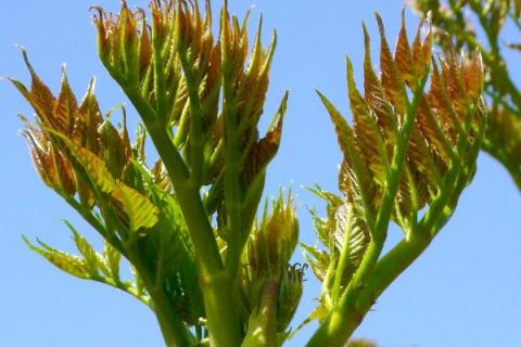 刺嫩芽種植技術(shù)