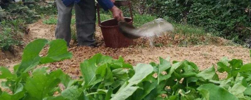 下雨天可以给蔬菜施肥吗（种菜下雨天可以施肥吗）