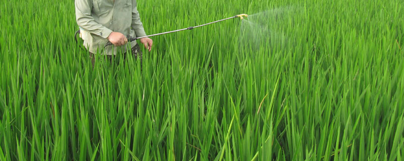 千金除草剂使用说明 千金克除草剂