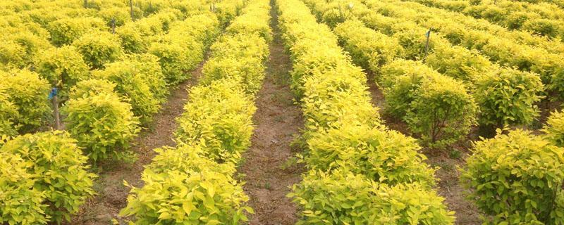 苗前封閉除草劑都有哪些藥 苗圃用什么除草封閉藥