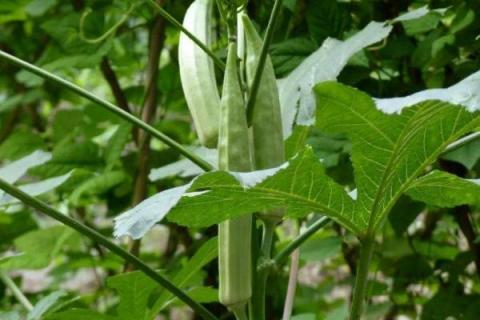 秋葵種植技術(shù)及注意事項