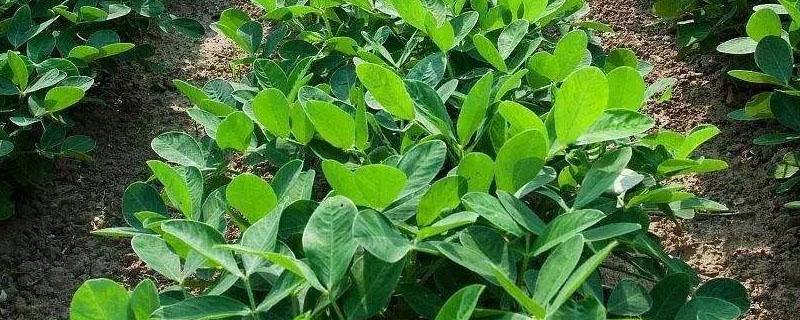 花生除草劑打完下雨影響嗎 花生打除草劑下雨有影響嗎