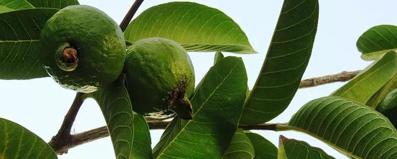 菲油果的種植栽培技術(shù)（菲油果樹的種植方法）