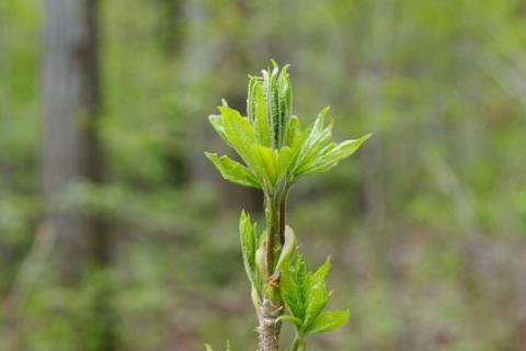 刺嫩芽種植技術(shù)