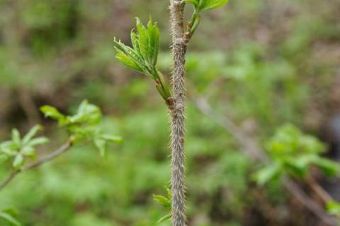 刺嫩芽種植技術(shù)