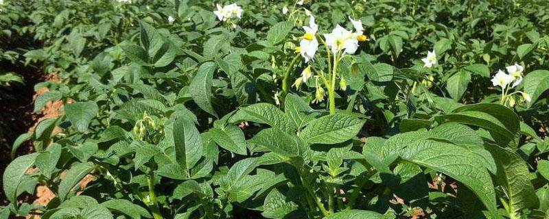 種植土豆開(kāi)花了用掐嗎