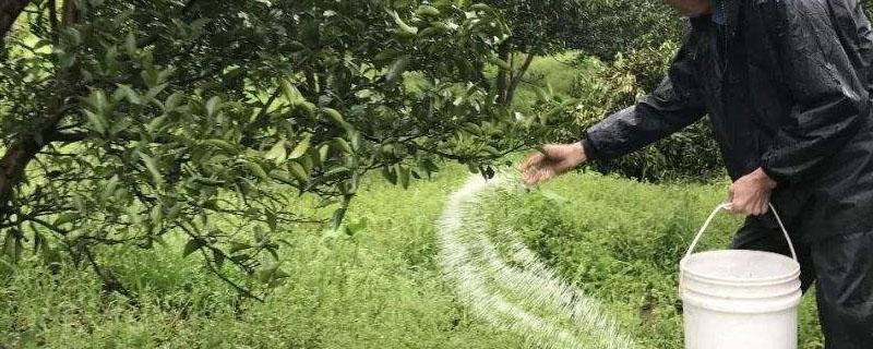 新栽的树苗多久上肥（新种植树苗多久施肥）