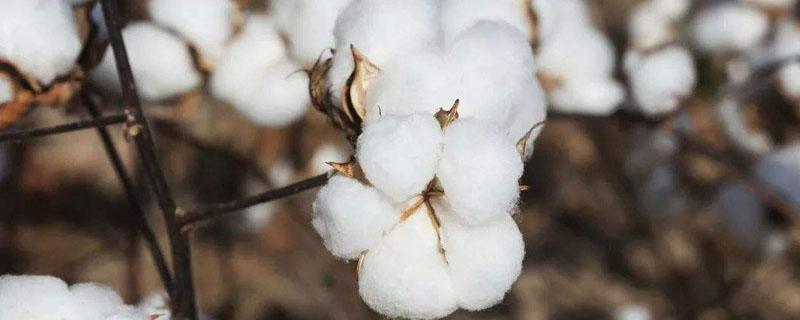 南亚的棉花主要分布在哪里（中亚棉花主要分布）