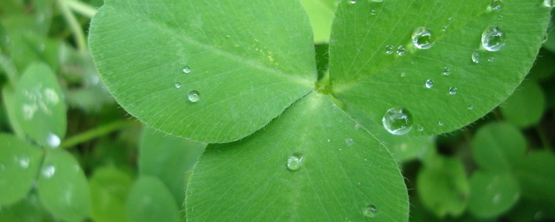 苜蓿草怎樣種植一年能收幾季（苜蓿草需要年年播種嗎）