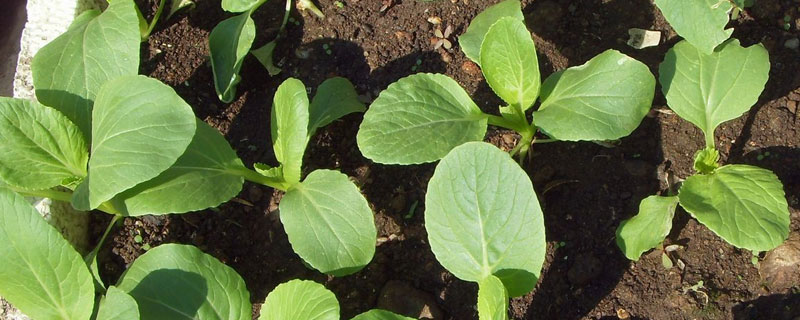 菜籽苗的功效和作用（菜籽幼苗的食用价值）