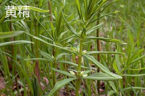 黃精和黃芪的區(qū)別