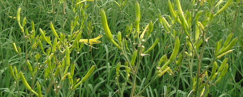 黃花菜地除草用什么除草劑 黃花菜田間用什么除草劑