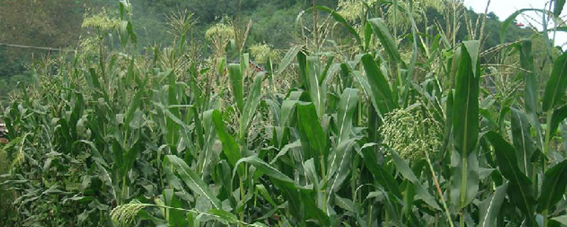 牧草甜高梁种一次能收获几年