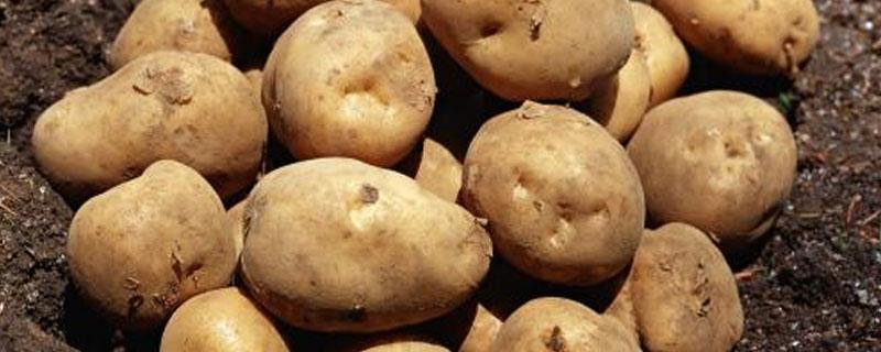马铃薯块茎形成过程 马铃薯块茎形成过程AUX/IAA的作用
