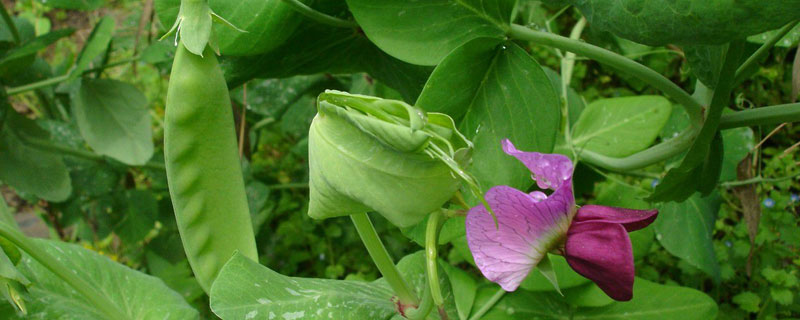 荷兰豆怎么摘（荷兰豆怎么摘菜）