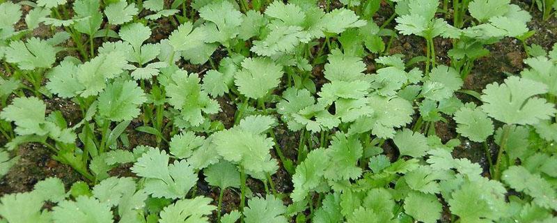 香菜還叫什么名字芫荽（香菜又叫芫荽嗎）