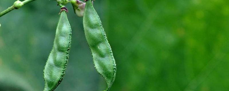 扁豆是蔬菜嗎（扁豆類的菜都有什么）