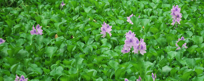 水葫芦养小龙虾怎么样（水葫芦对龙虾池的好处）